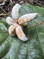 Ladenbergia macrocarpa