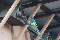 Barnardius zonarius zonarius