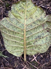 Ladenbergia macrocarpa