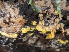 Mucronella flava