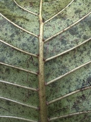 Ladenbergia macrocarpa