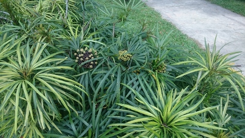 Osmoxylon lineare