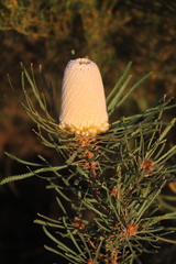 Banksia hookeriana