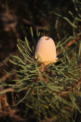 Banksia hookeriana