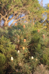 Banksia hookeriana