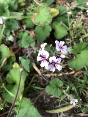 Pelargonium australe