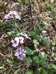 Pelargonium australe