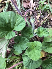 Pelargonium australe
