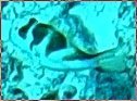 Canthigaster coronata