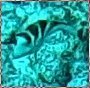Canthigaster coronata