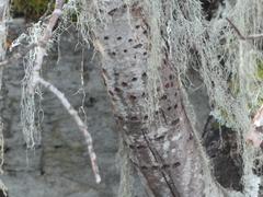 Sphyrapicus ruber