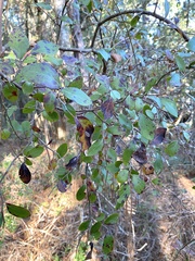 Vaccinium arboreum image