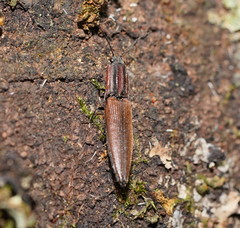 Elatichrosis trisulcatus