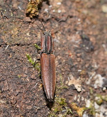 Elatichrosis trisulcatus