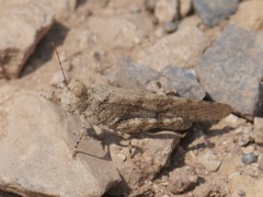 Trimerotropis cyaneipennis