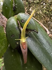 Pleurothallis microcardia