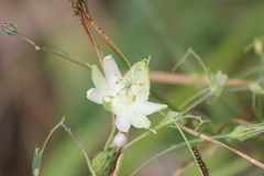 Passiflora eichleriana