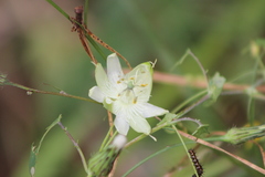 Passiflora eichleriana