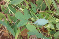 Passiflora eichleriana