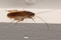 Johnrehnia solida