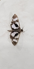 Desmia bajulalis