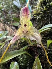 Masdevallia