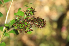 Oxytrigona