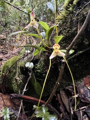Masdevallia