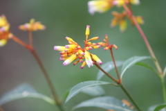 Palicourea australis
