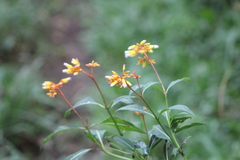 Palicourea australis