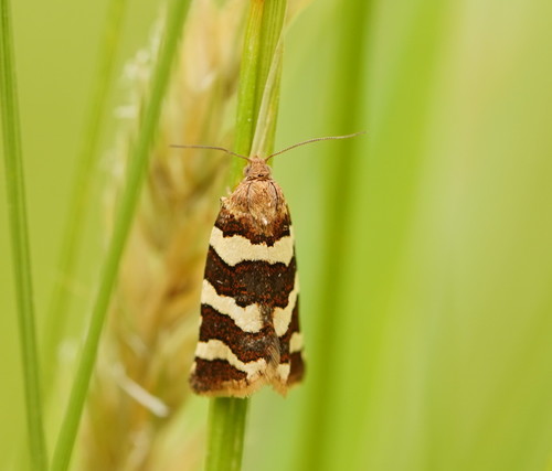 Conchylis subfurcatana