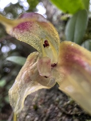 Masdevallia