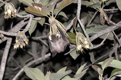 Rousettus leschenaultii