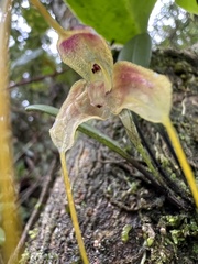 Masdevallia
