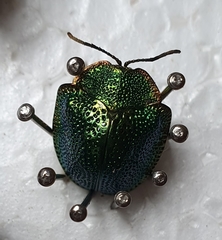 Polychalca punctatissima