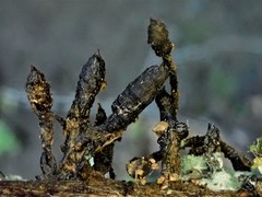 Xylaria apiculata