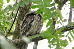Podargus strigoides strigoides