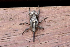 Ilacuris laticollis