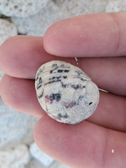 Nerita versicolor