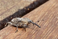Ilacuris laticollis
