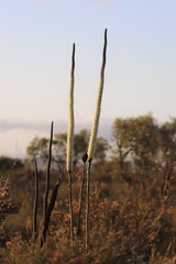 Xanthorrhoea brunonis