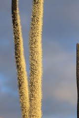 Xanthorrhoea brunonis