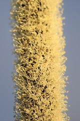 Xanthorrhoea brunonis