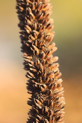 Xanthorrhoea brunonis