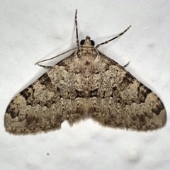 Nebula ibericata