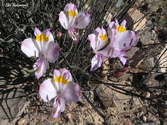 Alstroemeria leporina