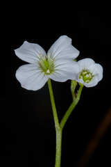 Cardamine jejuna