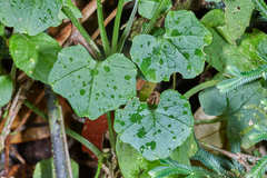 Cardamine jejuna