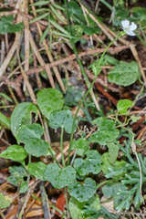 Cardamine jejuna