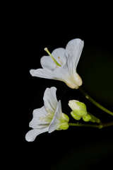 Cardamine jejuna